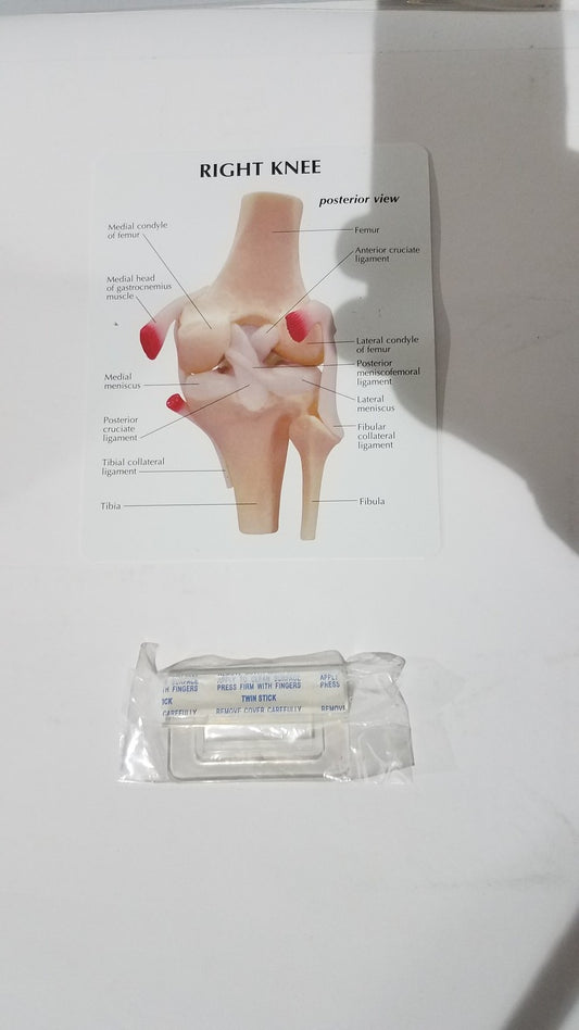 Right Knee Anatomical Model – Life-Size Joint Structure for Medical Education